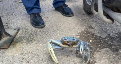 Aparece un cangrejo azul en un paradero del Va y Ven en Tizimín