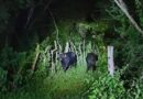 Aparecen dos búfalos en la carretera Conkal-Yaxkukul