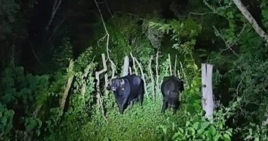 Aparecen dos búfalos en la carretera Conkal-Yaxkukul