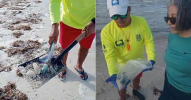 Progreso refuerza medidas ante la presencia de medusas carabelas portuguesas