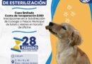 El ayuntamiento de Progreso hará esterilizaciones caninas el 28 de febrero