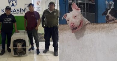 Otro afortunado reencuentro gracias a un rescate de la Policía Ecológica de Kanasín