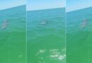 Avistan una pareja de manatíes en Chuburná Puerto (VIDEO)