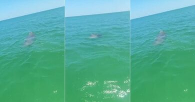 Avistan una pareja de manatíes en Chuburná Puerto (VIDEO)