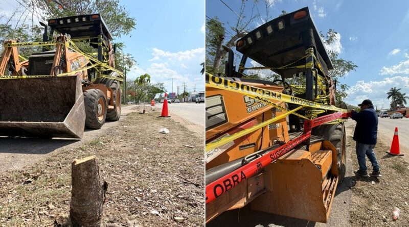 Ciudadanos detienen tala ilegal de árboles en Cholul en colaboración con el Ayuntamiento de Mérida