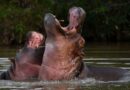 Gobierno de Colombia autoriza la eutanasia para los hipopótamos de Pablo Escobar