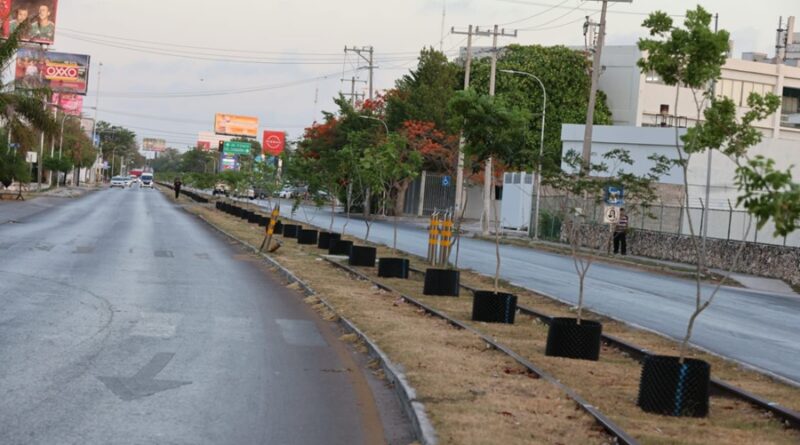 Cecilia Patrón continúa la arborización de Circuito Colonias poniente