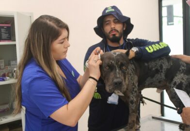 Salvan a Zeus: la alcaldesa Cecilia Patrón afirma que no será sacrificado
