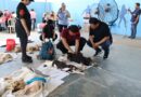 El Ayuntamiento de Kanasín realiza con éxito su Primera Campaña Gratuita de Esterilización Canina y Felina