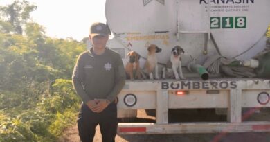 Rescatan en Kanasín a tres cachorros que cayeron a una fosa-sumidero