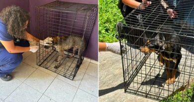 Rescatan a dos perros abandonados tras el fallecimiento de su dueño en Kanasín