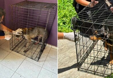 Rescatan a dos perros abandonados tras el fallecimiento de su dueño en Kanasín