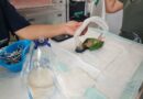 Rescatan un loro con el buche quemado: le dieron atole hirviendo en Izamal