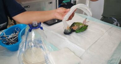 Rescatan un loro con el buche quemado: le dieron atole hirviendo en Izamal