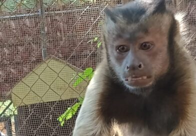Capturan a mono capuchino copetón que escapó en el Centenario