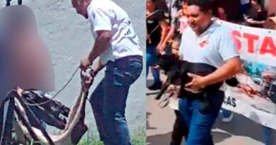 Crueldad y foco de infección en Seyé: sacrifican un perro con gusano barrenador en el palacio municipal