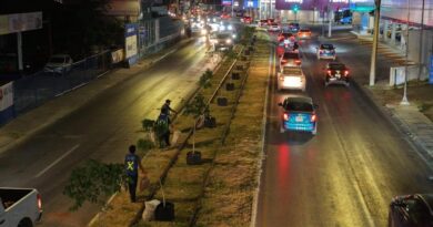 Reubicarán árboles colocados por el Ayuntamiento de Mérida en Circuito Colonias
