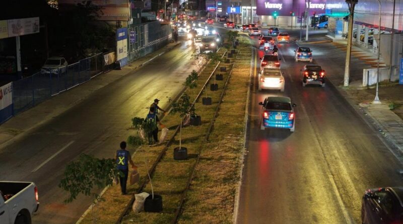 Reubicarán árboles colocados por el Ayuntamiento de Mérida en Circuito Colonias