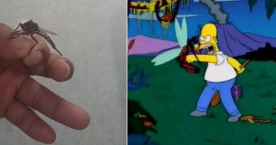 En Suma de Hidalgo confunden moscas ladronas con moscos gigantes, a estilo de los Simpson