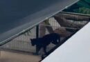 Denuncian que tienen una pantera en cautiverio en una casa de San Diego Cutz, en Conkal