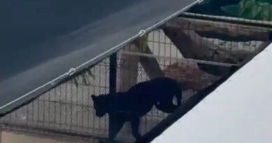 Denuncian que tienen una pantera en cautiverio en una casa de San Diego Cutz, en Conkal
