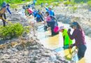 Conagua, sociedad y academia restauran el manglar en la Ciénega de Progreso