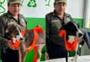 Siete caninos rescatados en Kanasín esperan una segunda oportunidad y una familia que los llene de amor