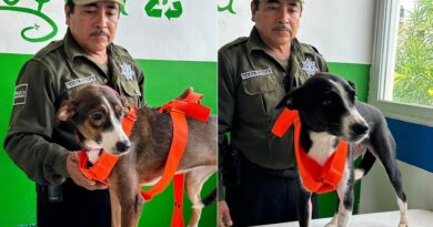 Siete caninos rescatados en Kanasín esperan una segunda oportunidad y una familia que los llene de amor