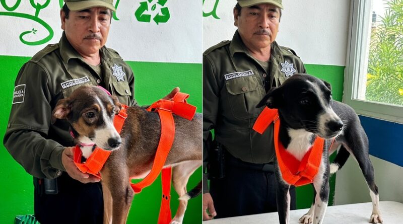 Siete caninos rescatados en Kanasín esperan una segunda oportunidad y una familia que los llene de amor