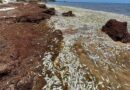 Recalan cientos de peces muertos en Puerto Morelos: culpan al sargazo
