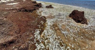 Recalan cientos de peces muertos en Puerto Morelos: culpan al sargazo