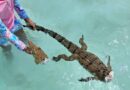 Encuentran un cocodrilo arponeado y sin cabeza en la laguna de Bacalar.
