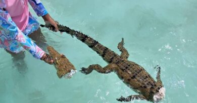 Encuentran un cocodrilo arponeado y sin cabeza en la laguna de Bacalar.