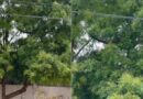 Cuelga su hamaca en un árbol, como los antiguos mayas y taínos del Caribe