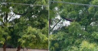 Cuelga su hamaca en un árbol, como los antiguos mayas y taínos del Caribe