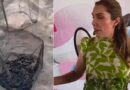 Por ahorrar en biólogos, la presidenta municipal de Isla Mujeres provoca el ecocidio de tortuguitas
