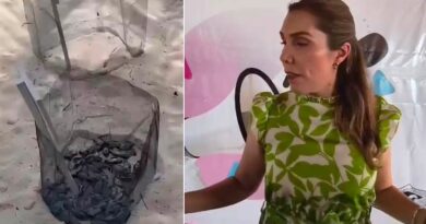 Por ahorrar en biólogos, la presidenta municipal de Isla Mujeres provoca el ecocidio de tortuguitas