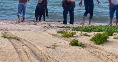 Poch vaqueros se meten con caballos y cuatrimotos a zonas de anidación de tortugas en Telchac Puerto