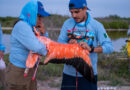 Exitoso anillamiento de flamencos en la Reserva Ría Lagartos