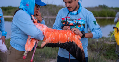 Exitoso anillamiento de flamencos en la Reserva Ría Lagartos
