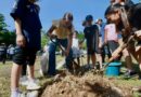 Superamos la meta de árboles plantados en la Cruzada Forestal 2026: Cecilia Patrón