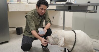 El Ayuntamiento da seguimiento a los perros de la colonia Bojórquez: están bajo resguardo en el CEMAA