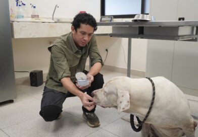 El Ayuntamiento da seguimiento a los perros de la colonia Bojórquez: están bajo resguardo en el CEMAA