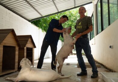 La UMABA trabaja en una ruta para que los perros de la Bojórquez puedan regresar con su dueño