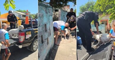 Entregan a la SSP a dos pitbull que atacaron a una mujer en la Bojórquez